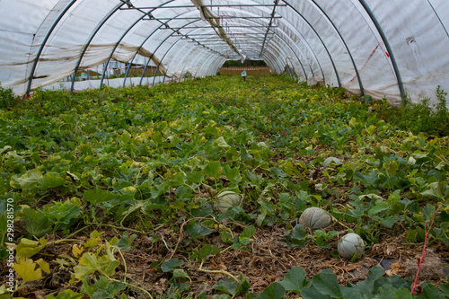 Charentais Melons growing in a greenhouse garden in rural France