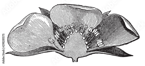 Strawberry flower vintage illustration.