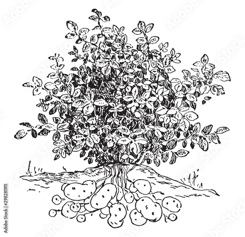 Potato vintage illustration.