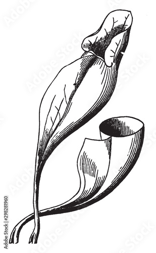 Pitcher-plant vintage illustration.