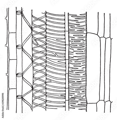 Xylem vintage illustration.