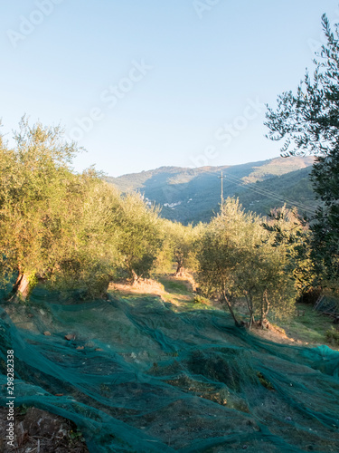 Typical Ligurian olive grove with bands
