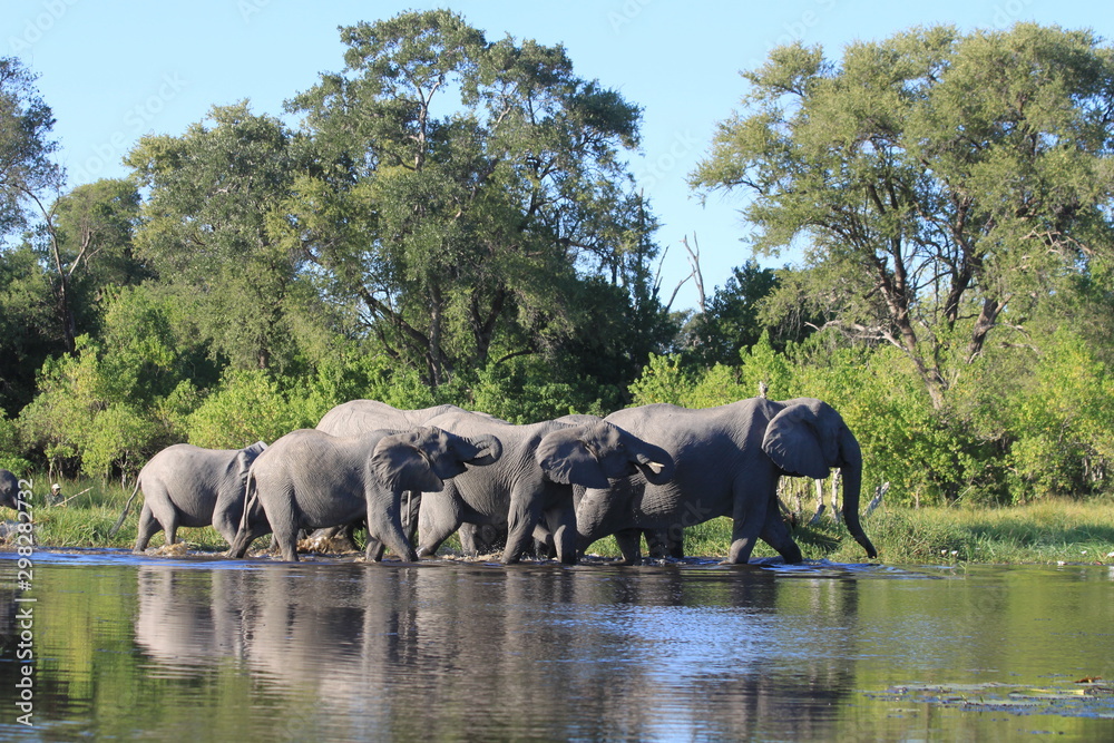 Fototapeta premium Troupeau d'éléphants traversant la rivière