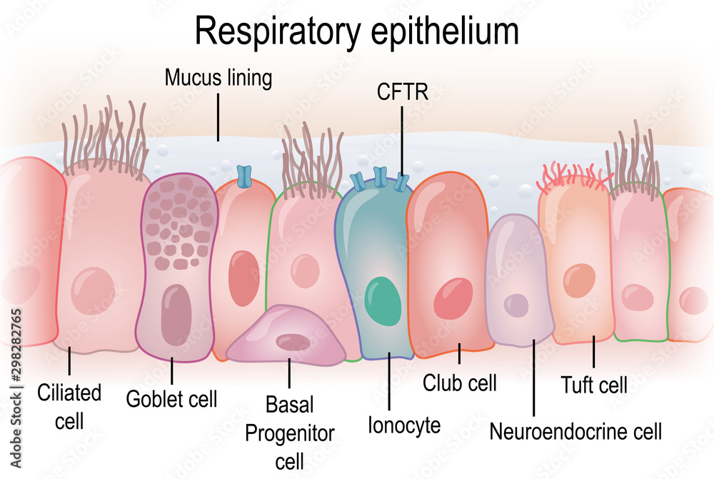Respiratory Epithelium Cells Prostatic Epithelial Hyperplasia Humpath Respiratory Epithelium Cells Prostatic Epithelial Hyperplasia Humpath
