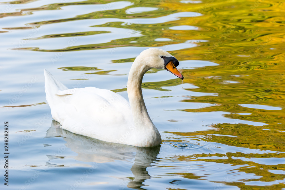 Fototapeta premium A white swan swining on a pond, belong to birds of the family Anatidae within the genus Cygnus