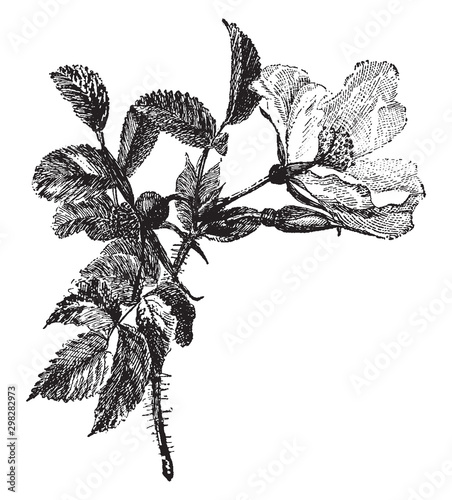 Rosa Rugosa vintage illustration.