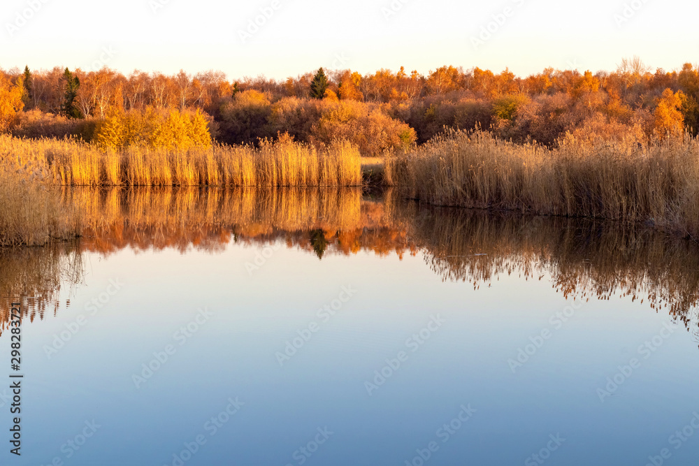 Beautiful calm landscape with reed grass on a background of a quiet evening lake and autumn forest in the distance