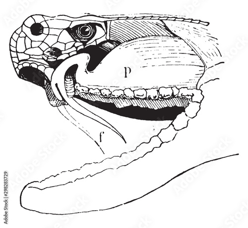 Rattlesnake, vintage illustration. photo