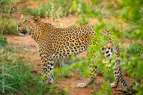 African leopard   Panthera Pardus  looking alert  Madikwe Game Reserve  South Africa.