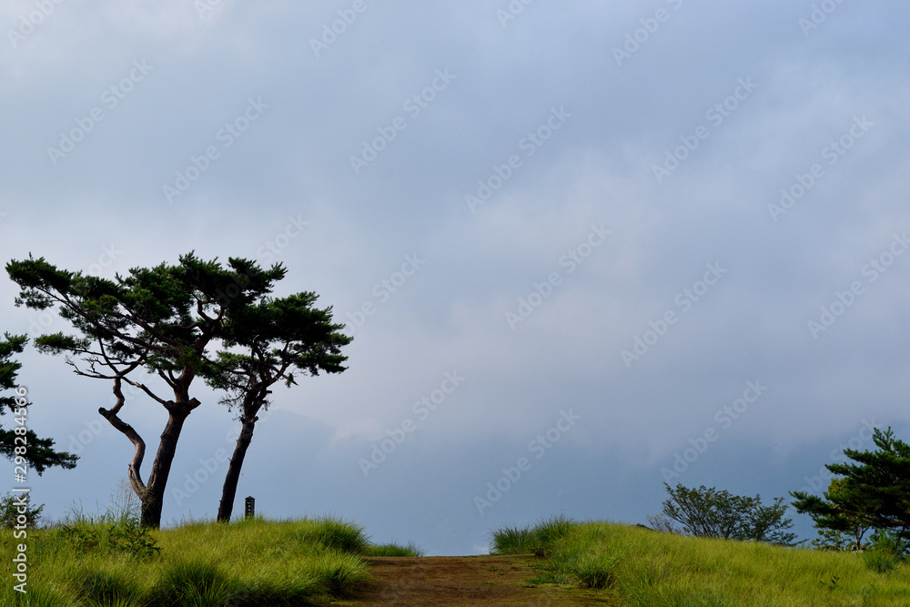 Obraz premium drzewo w polu