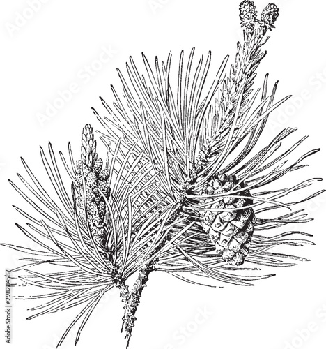 Scotch Pine vintage illustration.