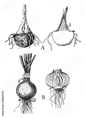 Onion vintage illustration.