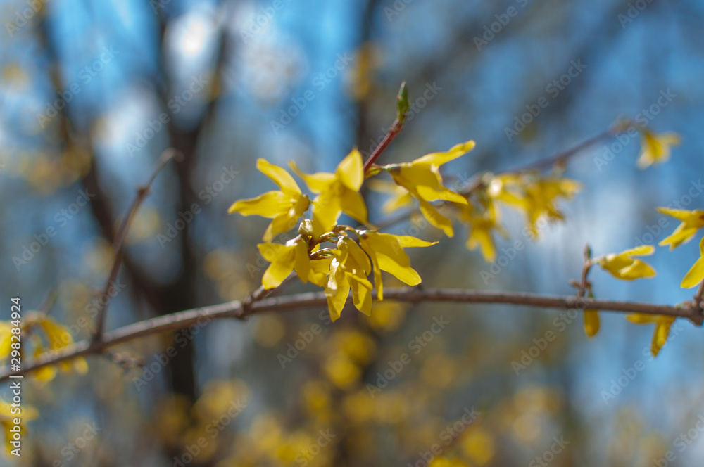 Forsythia yellow flowers on a background of thin branches and blue sky Forsythia yellow flowers on a background of thin branches and blue sky