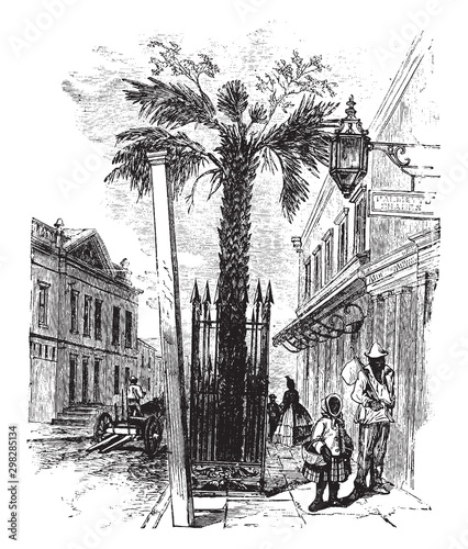 A Palmetto Tree in Charleston, S.C. vintage illustration.