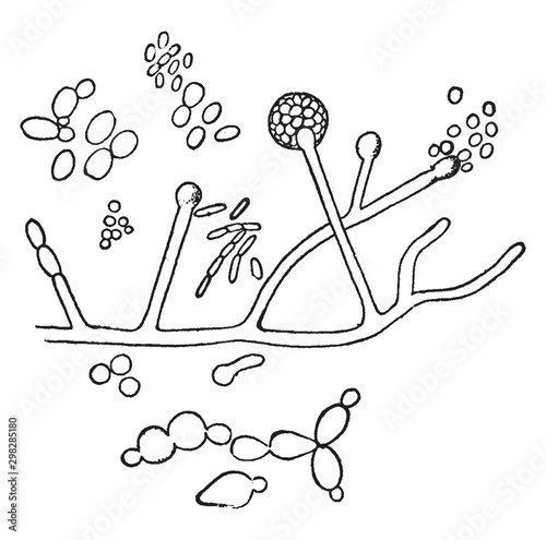 Fermentation of wine vintage illustration.