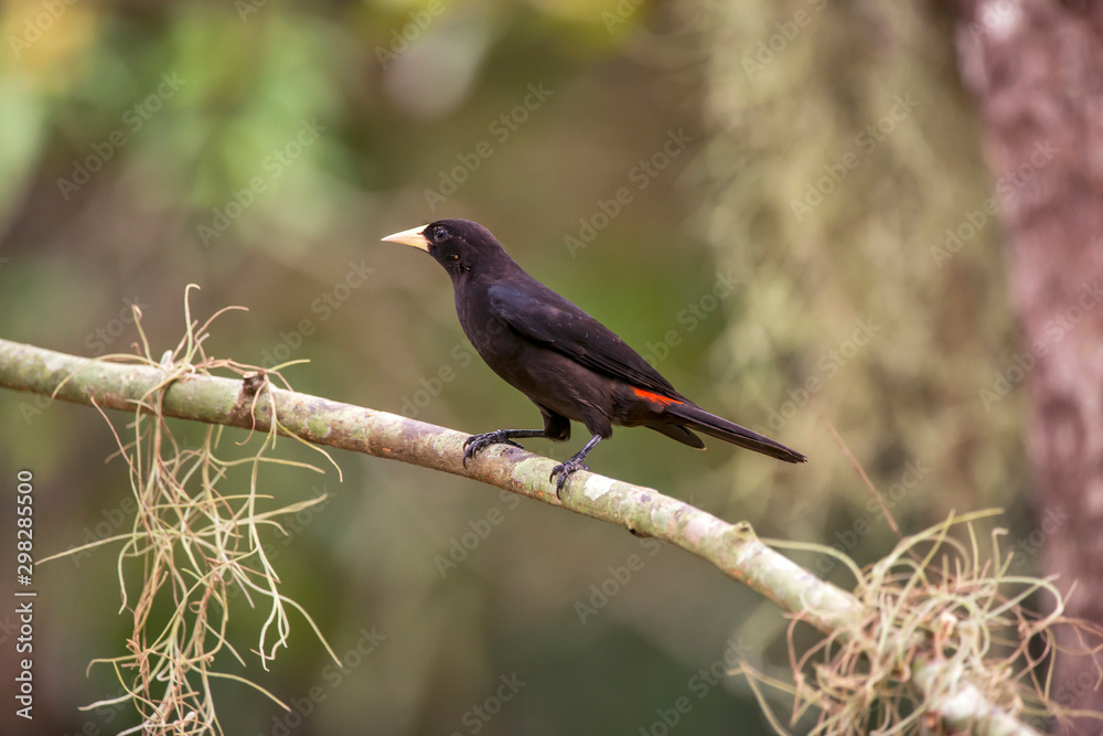Red rumped Cacique photographed in Linhares, Espirito Santo. Southeast of Brazil. Atlantic Forest Biome. Picture made in 2013. Red rumped Cacique photographed in Linhares, Espirito Santo. Southeast of Brazil. Atlantic Forest Biome. Picture made in 2013.