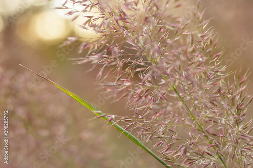 Fototapeta Naklejka Na Ścianę i Meble -  Ornamental purple love grass and green stem