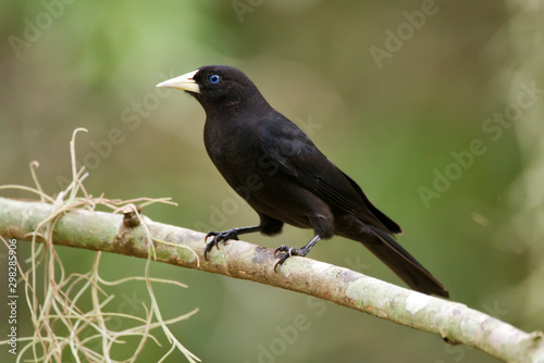 Red rumped Cacique photographed in Linhares, Espirito Santo. Southeast of Brazil. Atlantic Forest Biome. Picture made in 2013.