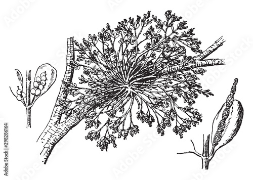 American Mistletoe vintage illustration.
