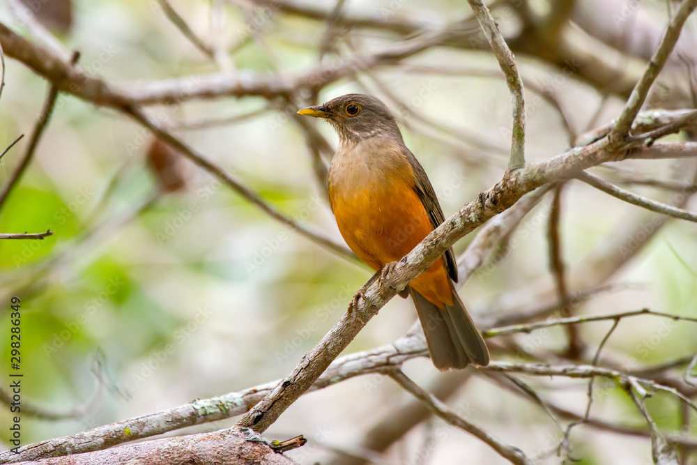 Rufous bellied Thrush photographed in Linhares, Espirito Santo. Southeast of Brazil. Atlantic Forest Biome. Picture made in 2013. Rufous bellied Thrush photographed in Linhares, Espirito Santo. Southeast of Brazil. Atlantic Forest Biome. Picture made in 2013.