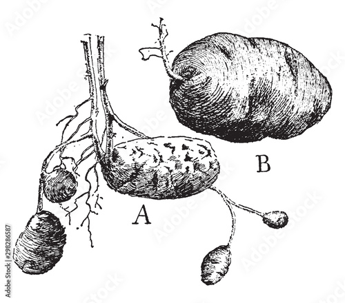 Tubers vintage illustration.