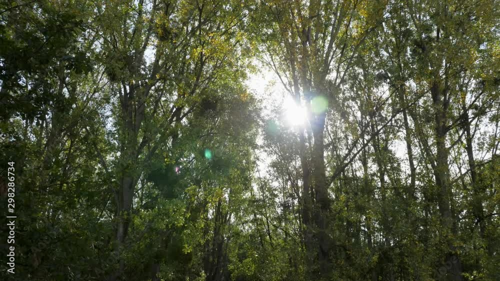 Entrons dans les bois , balade en forêt