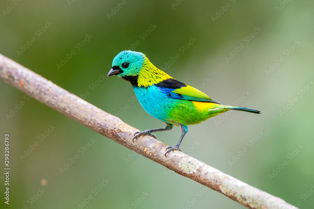 Green headed Tanager photographed in Linhares, Espirito Santo. Southeast of Brazil. Atlantic Forest Biome. Picture made in 2013.