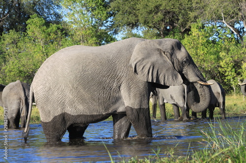 Troupeau d'éléphants traversant la rivière