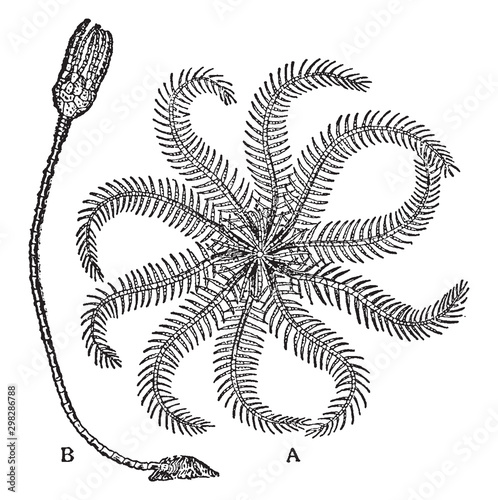 Rosy Feather Sea Star, vintage illustration.