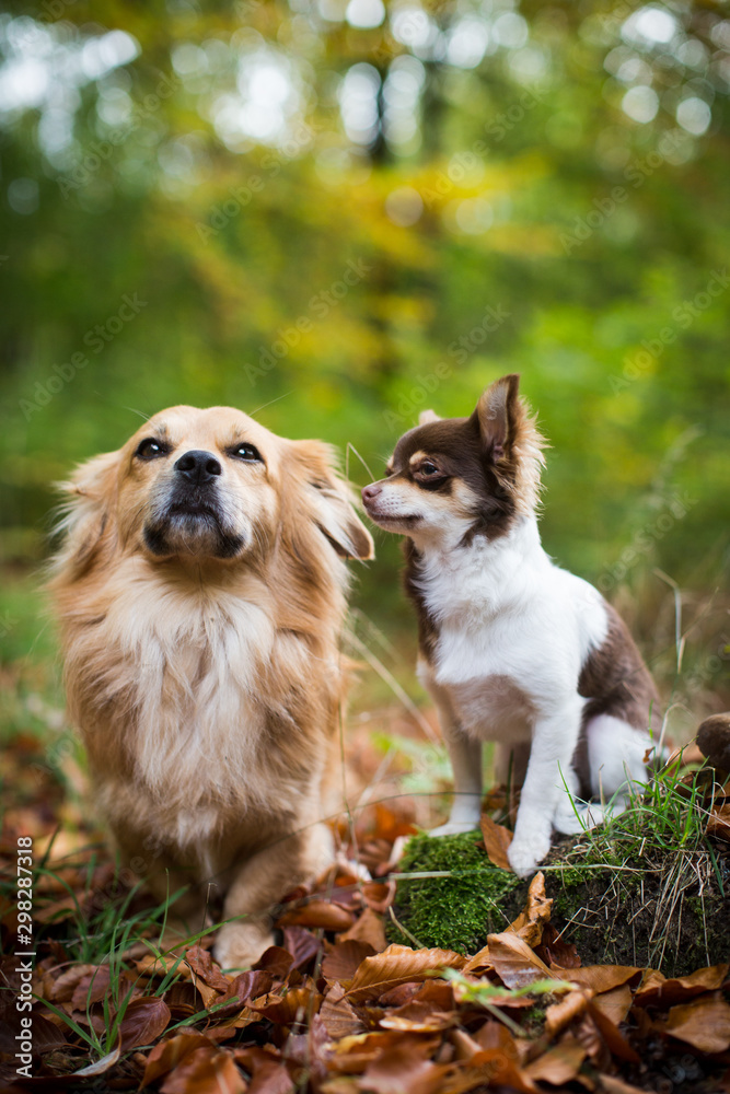Chihuahua Chihuahua