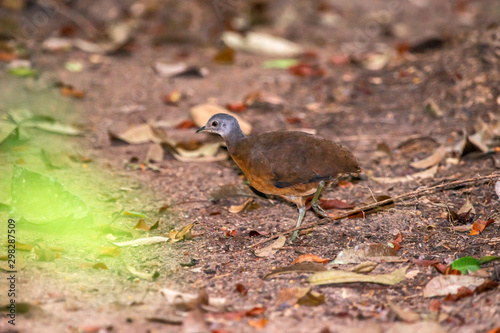 Little Tinamou photographed in Linhares, Espirito Santo. Southeast of Brazil. Atlantic Forest Biome. Picture made in 2013.