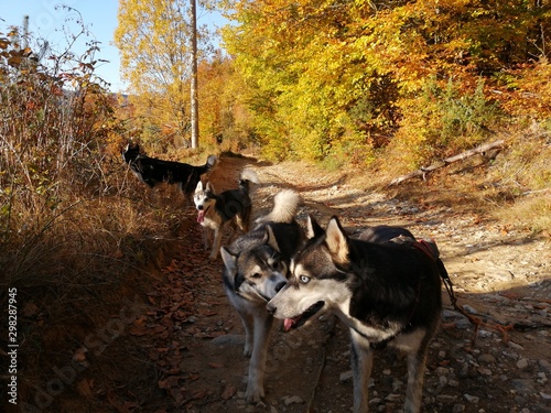 Siberian husky take a break at bikejoring autumn in mountain photo