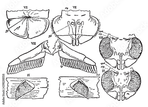 Mesosomatic, vintage illustration.