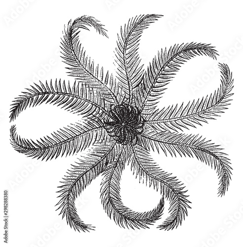 Rosy feather star, vintage illustration.