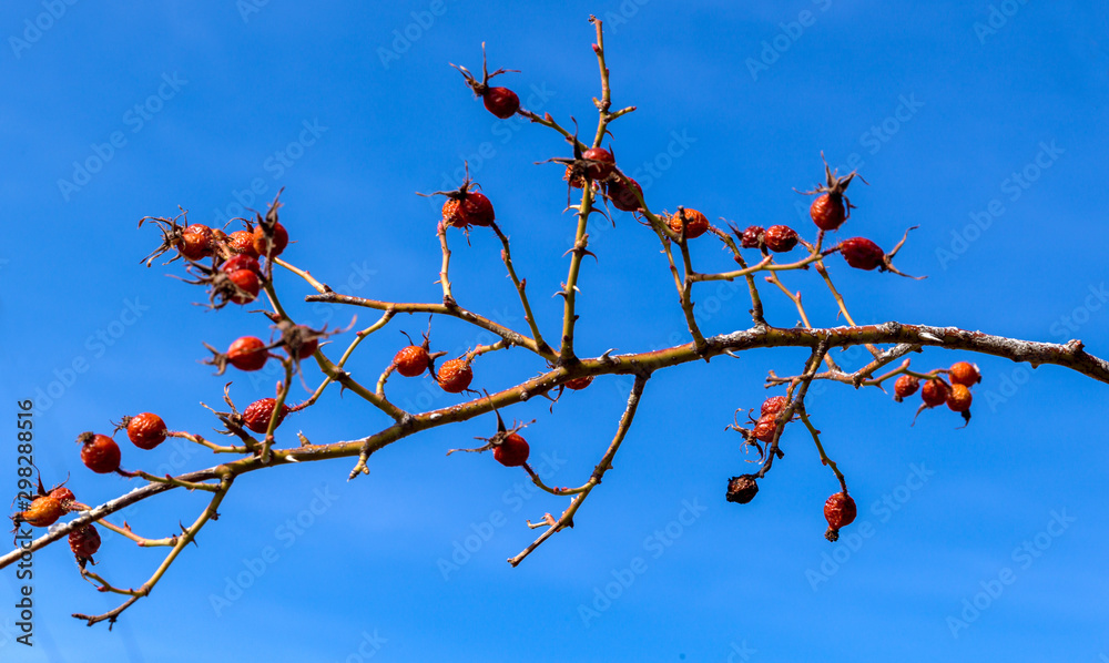 The rosehip, also called rose haw and rose hep, is the accessory fruit of the rose plant. It is typically red to orange, but ranges from dark purple to black in some species. Rose hips begin to form The rosehip, also called rose haw and rose hep, is the accessory fruit of the rose plant. It is typically red to orange, but ranges from dark purple to black in some species. Rose hips begin to form