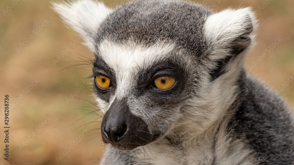 Fototapeta premium Portrait eines Lemurs