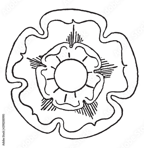 picture, circular, flower, Tudor, Rose vintage illustration.