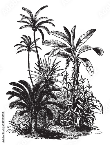 Vegetation vintage illustration.