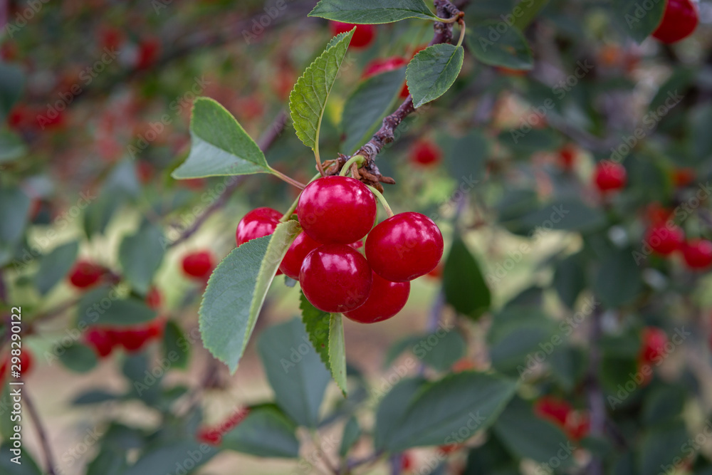 Door County cherries ready to pick Door County cherries ready to pick