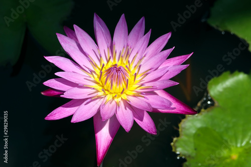 Purple And Yellow Lotus Flower With Dark Background