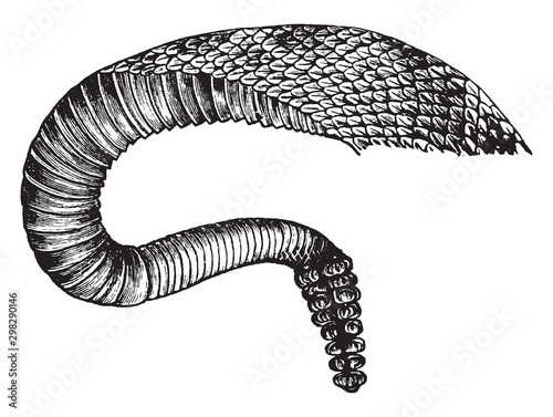 Rattlesnake Tail, vintage illustration.