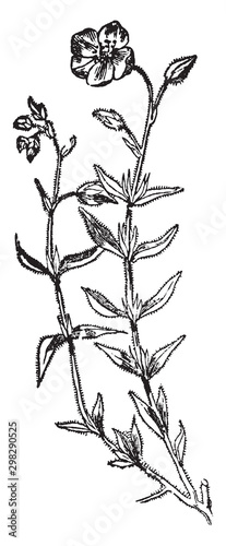 Rock-Rose vintage illustration.