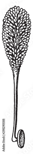 Polllinia of a Orchis vintage illustration.