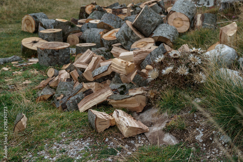 Chopped logs in the clearing behind the house. Countryside, remote places. Preparing for the winter. Harvesting logs.