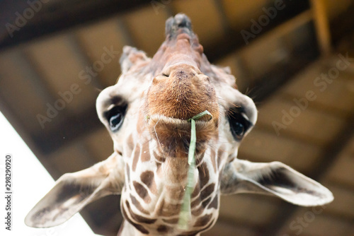 When giraffes use their lips and tongue to eat.