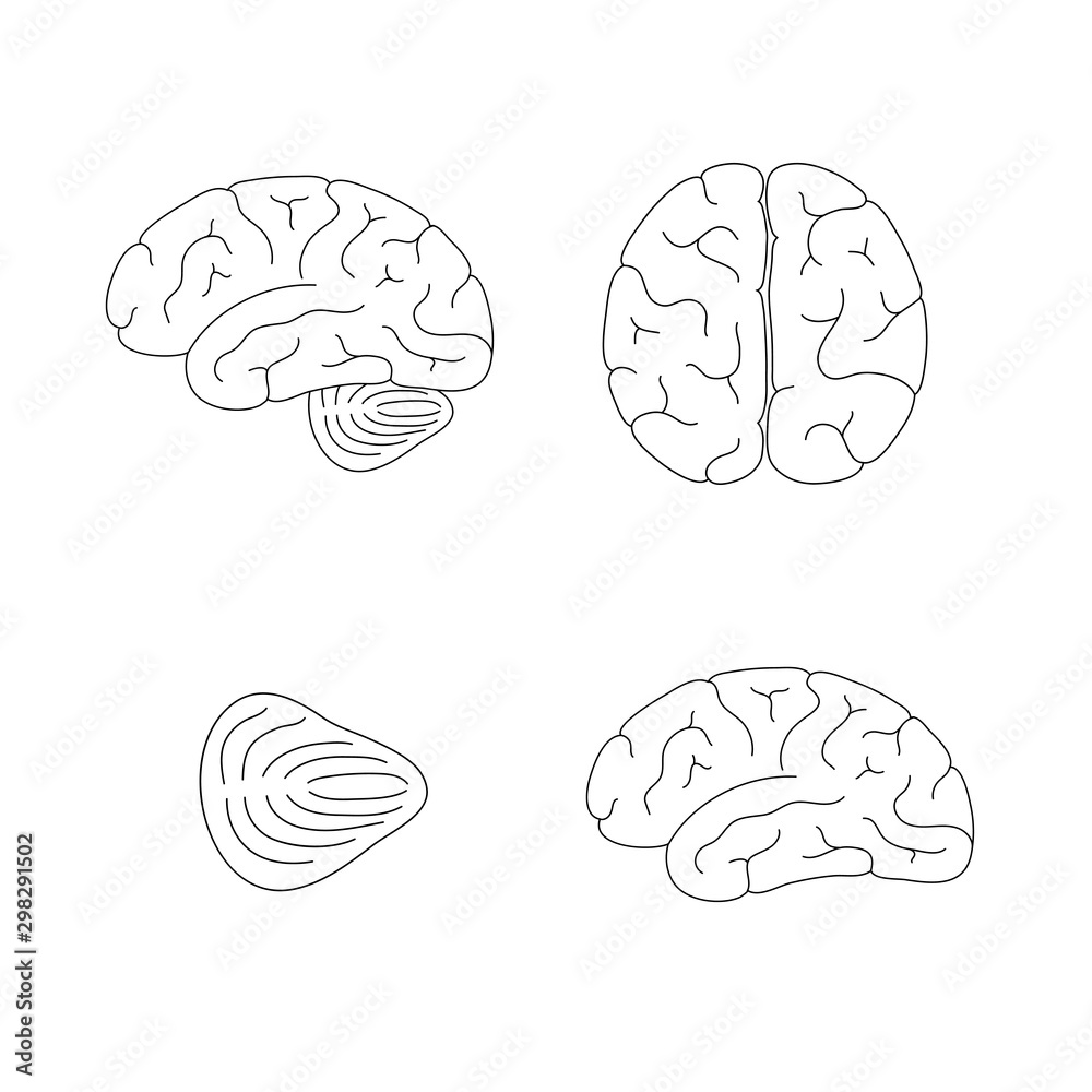 Vector illustration of human brain anatomy Vector illustration of human brain anatomy