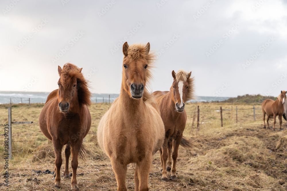Flock of Island ponies with flying mane on a pasture in northern Iceland Flock of Island ponies with flying mane on a pasture in northern Iceland