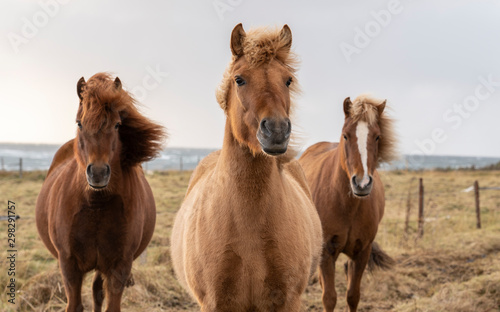 Flock of Island ponies with flying mane on a pasture in northern Iceland