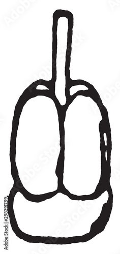 Prunella ovary vintage illustration.