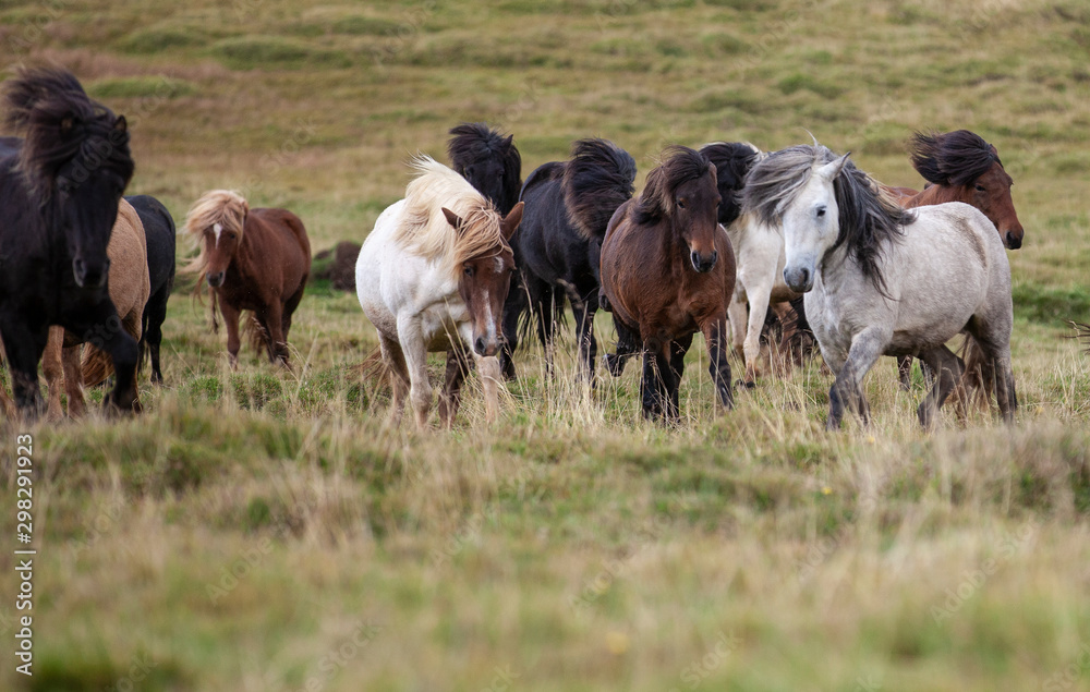 Flock of Island ponies with flying mane on a pasture in northern Iceland Flock of Island ponies with flying mane on a pasture in northern Iceland